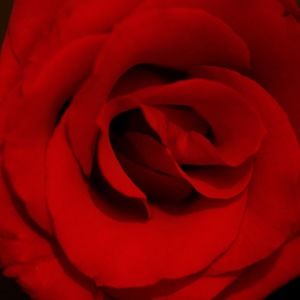 Meet your Posher, Fredrick